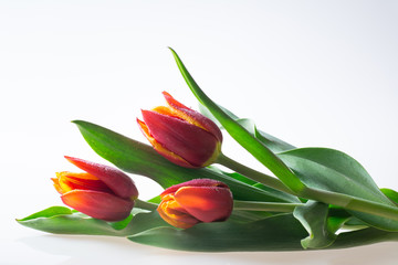 Three red and yellow tulips with green leaves isolated on white background - text space, greeting card