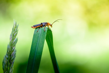 A black-winged beetle sits on flat sheet of grass