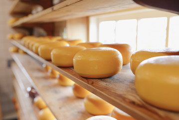 Process of producing in dairy industry - fresh produced cheese in a cheesery on the shelf (for selling) - obrazy, fototapety, plakaty