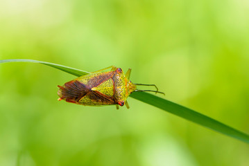 The bug acanthosoma haemorrhoidale sits on a flat sheet of grass.
