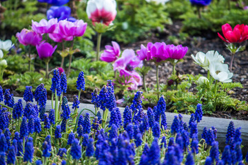 Obraz premium blue flowers in the garden