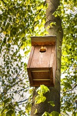 Wooden birdhouse on tree in forest. Bird dwellings. Rescue birds.