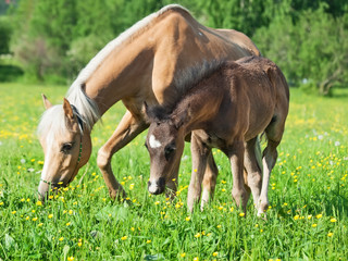 Naklejka na ściany i meble little foal of welsh pony with mom