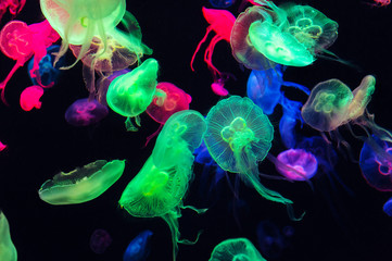 Colorful Jellyfish underwater. Jellyfish moving in water. © tawatchai1990