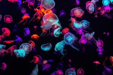 Fotobehang Kleurrijke kwallen onderwater. Kwallen die zich in water bewegen. © tawatchai1990