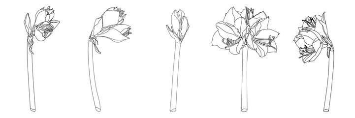 Decorative amaryllis line branch flowers set, design elements. Can be used for cards, invitations, banners, posters, print design. Floral illustration in line art style. 