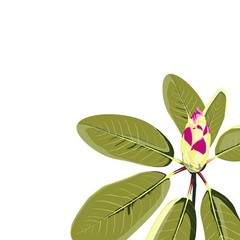 Rhododendron branch with bud isolated. Vintage botanical illustration. Elegant card template. Small floral garland. 