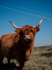 Highland Cattle