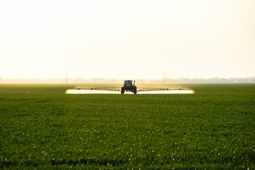 tractor with the help of a sprayer sprays liquid fertilizers on young wheat in the field.