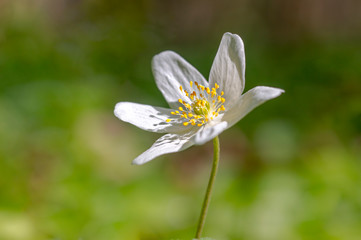 Obraz premium grove wind flower in the green season forest