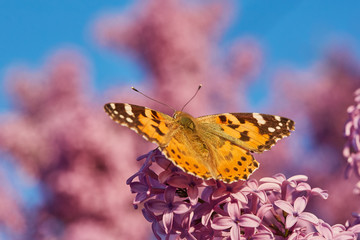 Butterfly painted lady. Vanessa cardui