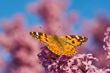 Butterfly painted lady. Vanessa cardui