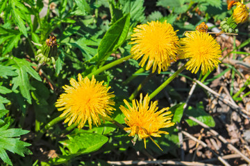 Spring background with green grass and yellow dandelion. Grass and flowers in spring.