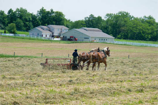 Amish Woman Raking Hay with Team of Horses