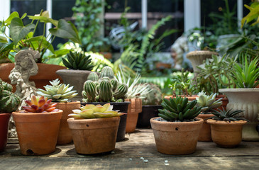 Fototapeta na wymiar cactus tree on garden table outdoor DIY hobby
