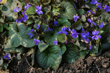 Viola labradorica, also known as alpine violet or Labrador violet, in a garden.