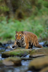 Naklejka na ściany i meble Siberian tiger walking in the river. Taiga with dangerous animal. Panthera tigris altaica
