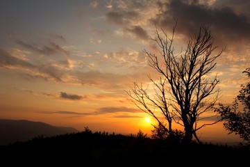 Fototapeta na wymiar Beautiful tree silhouette during a summer sunset in Beskydy mountains, Czech republic.