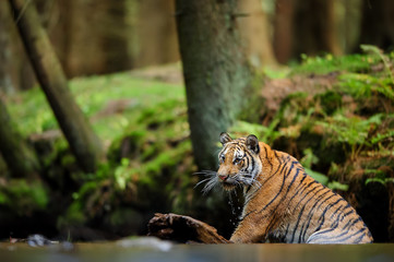 Tiger sitting in water. Dangerous animal in natural habitat. Siberian tiger, Panthera tigris altaica