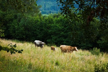 Cows grazing on pasture in summer