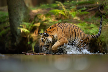 Siberian Tiger in forest river with splashing water. Agressive animal in natural habitat. Panthera...
