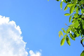 Walnussbaum, Äster und Blätter vor blauen Himmel, Wolken und Sonnenstrahlen