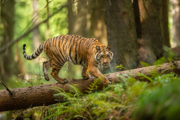 Fototapeta na wymiar Siberian tiger walking on a fallen tree in taiga. Jungle forest with dangerous animal. Panthera tigris altaica