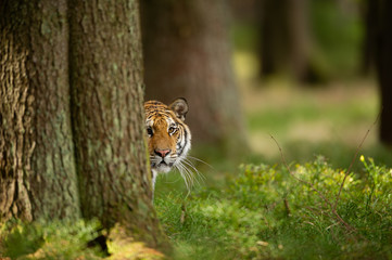 Tiger peeping from behind a tree. Dangerou animal in the forest. Siberian tiger, Panthera tigris altaica