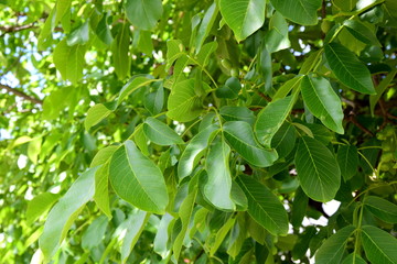 Walnussbaum mit  gr&uuml;nen Waln&uuml;ssen