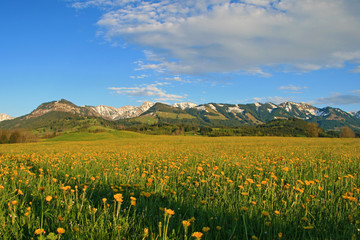 Allgäu - Binse - Frühling - Löwenzahn - Berge - Alpen
