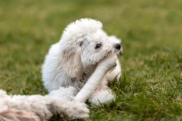 White Poodle puppy playing in the garden