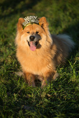 Fototapeta na wymiar Young Eurasian male dog with happy birthday hair ripe