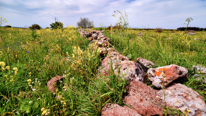 green plants unusual trees in the mountains cloudy sky 15