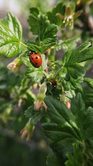 Obraz na płótnie Canvas Red ladybug on green leaf goosberry