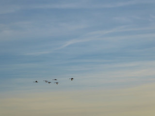 A flock of birds crossing the morning sky. A group of birds forms a nice formation. The birds migrate to a warmer country for winter. Sky has very soft colors