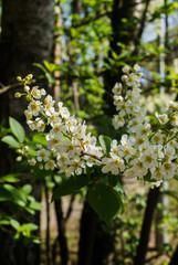 The snow-white flowers of the bird cherry against the background of spring greens.