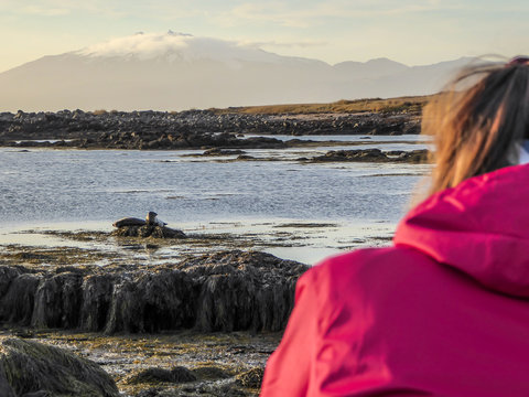 A girl wearing pink jacket observing the seals playing in the shallow water of the sea. Seals lying on the dunes in the water, collecting the sun energy. Taller mountains visible in the back.