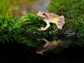 Agile frog,  Rana dalmatina