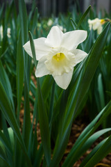 Beautiful white daffodils in early spring in a flower bed in the garden.