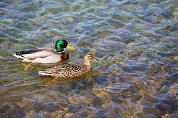Pair of Mallard Ducks swimming in the lake