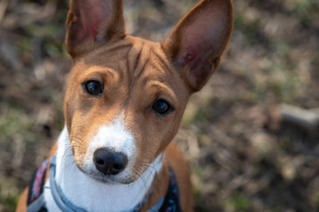 Basenji dog puppy is perfect for posters, banners, flyers and other things