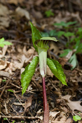 Macro view of an attractive jack-in-the-pulpit wildflower blooming in its native woodland forest habitat