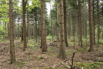 Wildnis