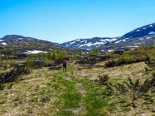 Fototapeta na wymiar A girl with a big backpack hikes through the highlands of Norway. The trail is barely marked. Fresh green grass. Taller mountains in the back covered partially with snow. Wilderness and freedom