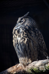 European eagle owl on a tree trunk