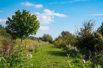 hiking patjh in nature park Tiendgorzen in Nieuwendijk. The Netherlands