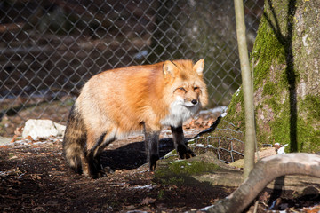 Orange fox