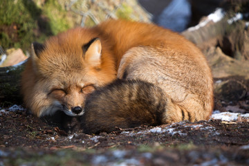 Sleeping fox