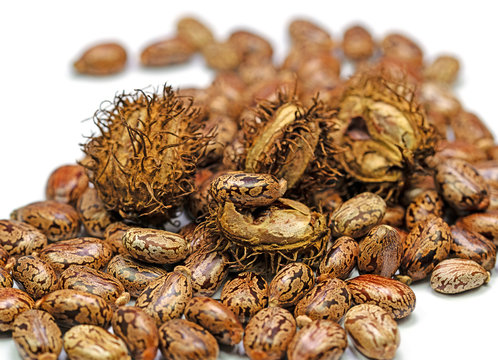 Samen vom Rizinus, Ricinus communis
