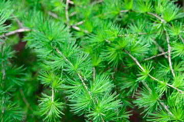 larch, larix fresh green foliage macro